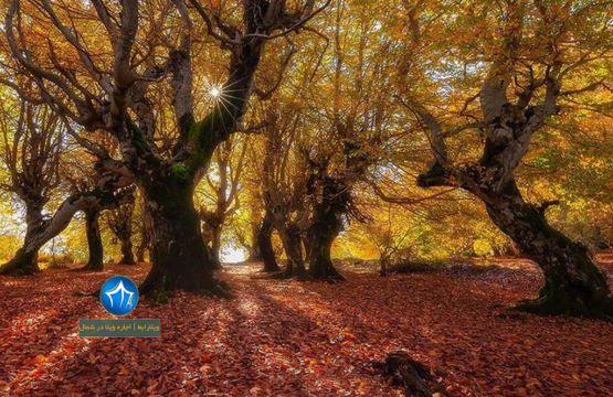 جنگل مازیچال کلاردشت جاذبه های گردشگری کلاردشت