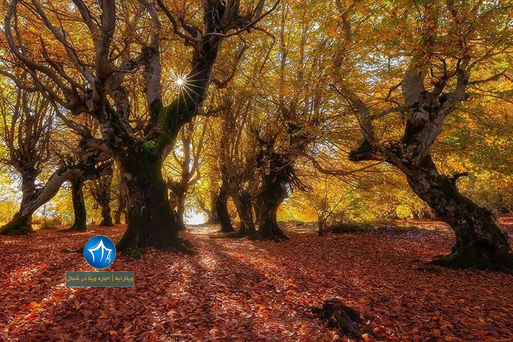 جنگل مازیچال کلاردشت جاذبه های گردشگری کلاردشت