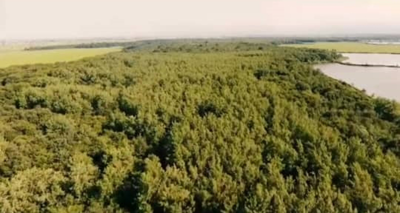 جنگل-محمودآباد-مازندران-شمال اجاره ویلا در شمال