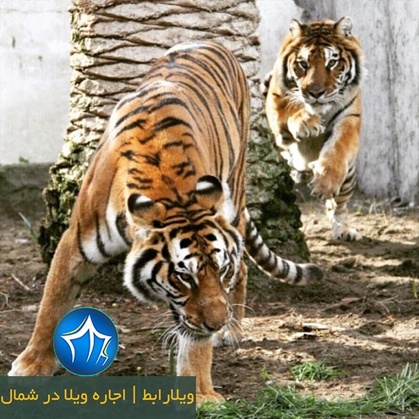 باغ وحش بابلسر