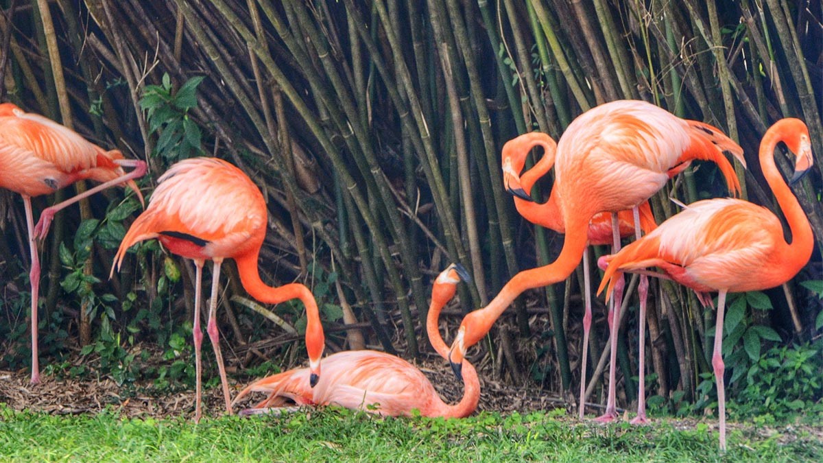 باغ پرندگان کیش کجاست-ساعت کار باغ پرندگان کیش-ورودی باغ پرندگان کیش-باغ پرندگان در کیش-باغ پرندگان پارک دلفین کیش-باغ پرندگان جزیره کیش