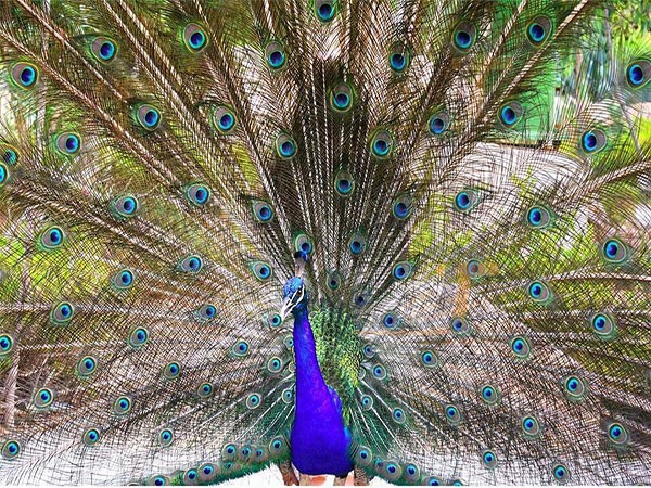 باغ پرندگان کیش کجاست-ساعت کار باغ پرندگان کیش-ورودی باغ پرندگان کیش-باغ پرندگان در کیش-باغ پرندگان پارک دلفین کیش-باغ پرندگان جزیره کیش