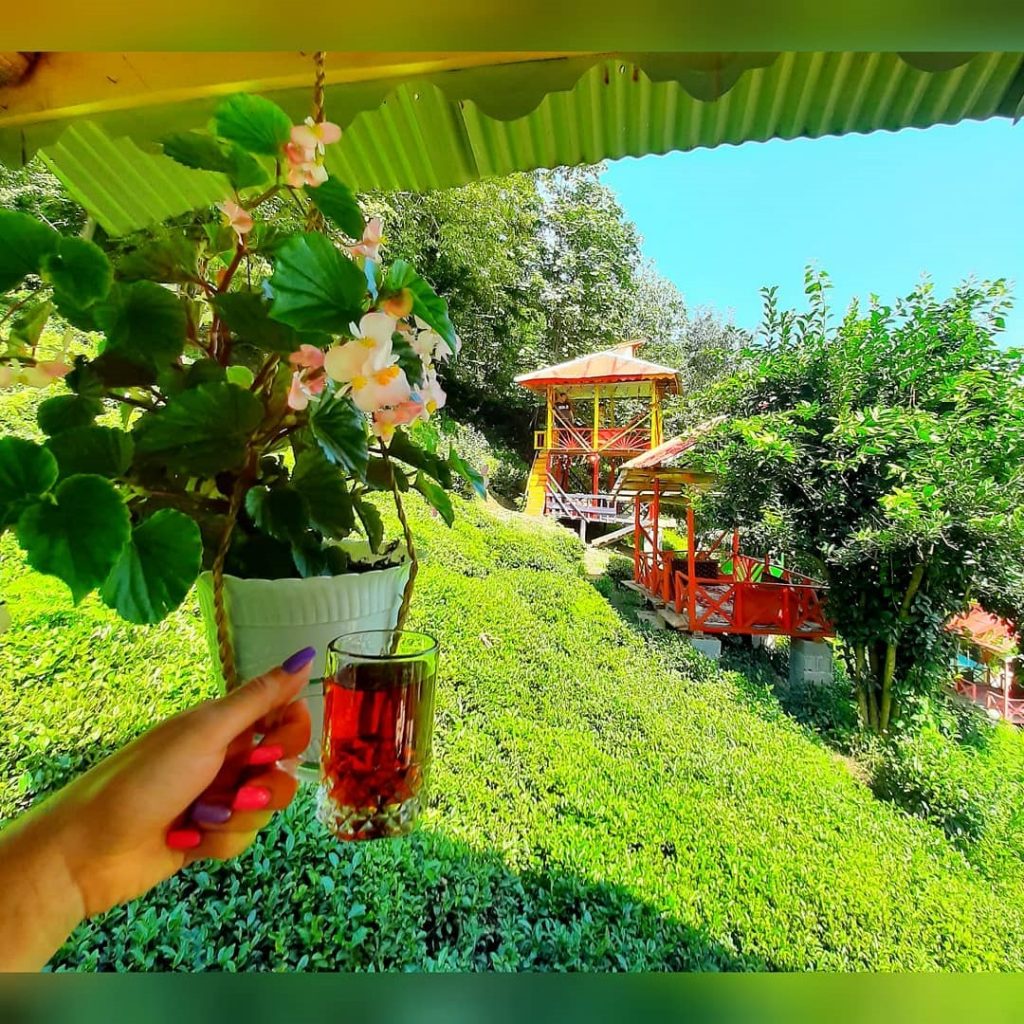 باغ چای املش باغات چای املش ویلارابط مناطق ییلاقی و باغات چای املش (۴)