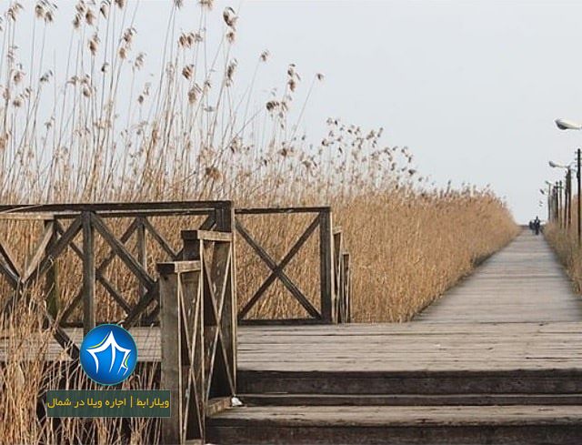 تالاب بوجاق کیاشهر تالاب کیاشهر پل چوبی کیاشهر ساحل کیاشهر دریای کیاشهر حیات وحش کیاشهر گیلان (۱)