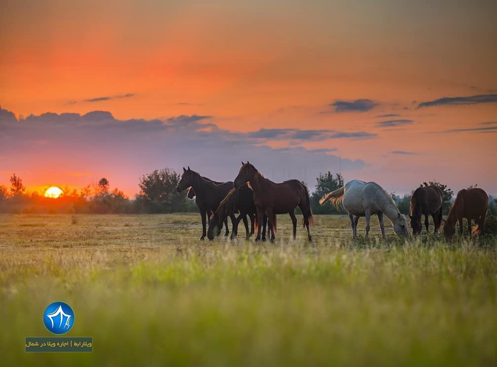 تالاب بوجاق کیاشهر تالاب کیاشهر پل چوبی کیاشهر ساحل کیاشهر دریای کیاشهر حیات وحش کیاشهر گیلان (۲)