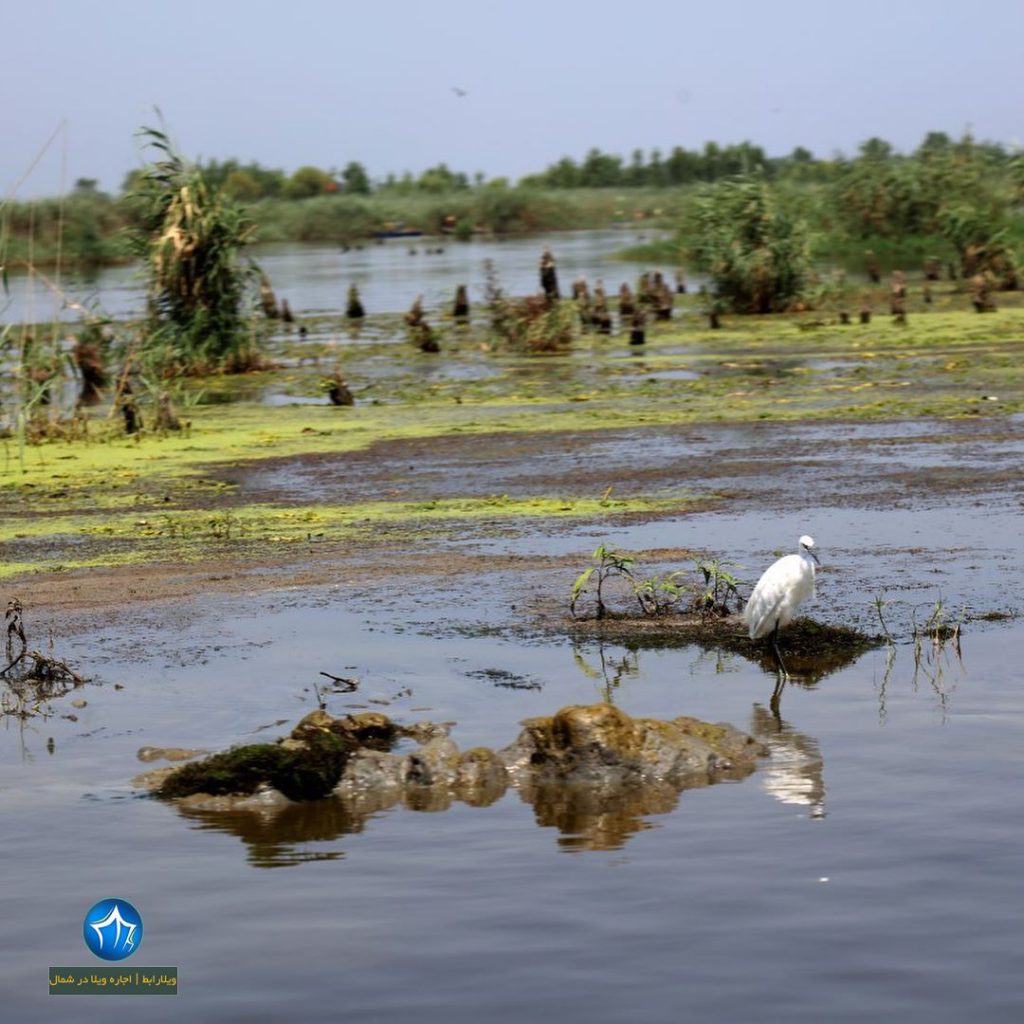 تالاب سرخانکل انزلی پناهگاه حیوانات تالاب سرخانکل جاذبه گردشگری انزلی مرداب سرخانکل پرندگلن ویلارابط گیلان تالاب مرداب (۱)