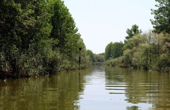 تالاب سرخانکل انزلی پناهگاه حیوانات تالاب سرخانکل جاذبه گردشگری انزلی مرداب سرخانکل پرندگلن ویلارابط گیلان تالاب مرداب (۲)