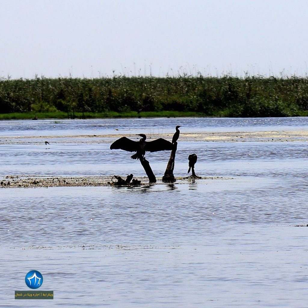تالاب سرخانکل انزلی پناهگاه حیوانات تالاب سرخانکل جاذبه گردشگری انزلی مرداب سرخانکل پرندگلن ویلارابط گیلان تالاب مرداب (۳)