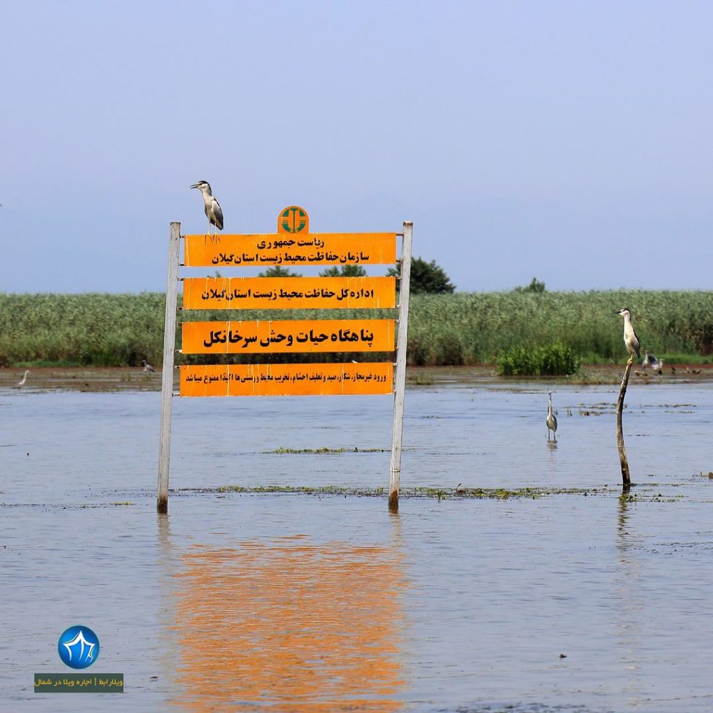 تالاب سرخانکل انزلی پناهگاه حیوانات تالاب سرخانکل جاذبه گردشگری انزلی مرداب سرخانکل پرندگلن ویلارابط گیلان تالاب مرداب (۳)