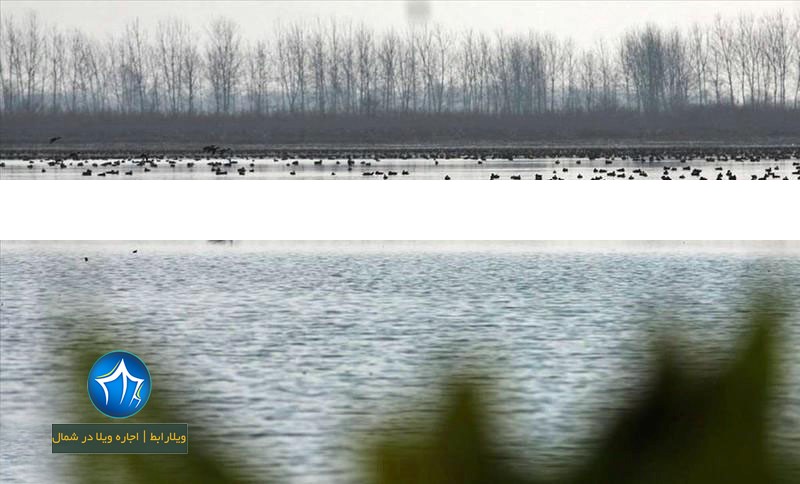 تالاب سیاه درویشان- تالاب سلکه انزلی-مرداب سیاه درویشان-تالاب نرگستان-تالاب نرگستان صومعه سرا تالاب سلکه