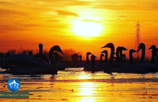 تالاب-پرندگان-فریدونکنار-تالاب-سرخرود