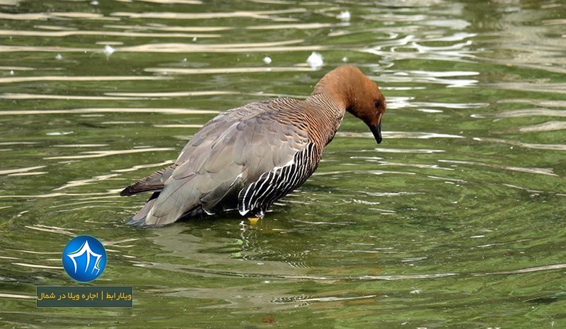 تالاب گمیشان کجاست-مسیر تالاب گمیشان-عکس از تالاب گمیشان- تالاب گمیشان گلستان- تالاب گمیشان در بندر ترکمن- تالاب بین المللی گمیشان ۲