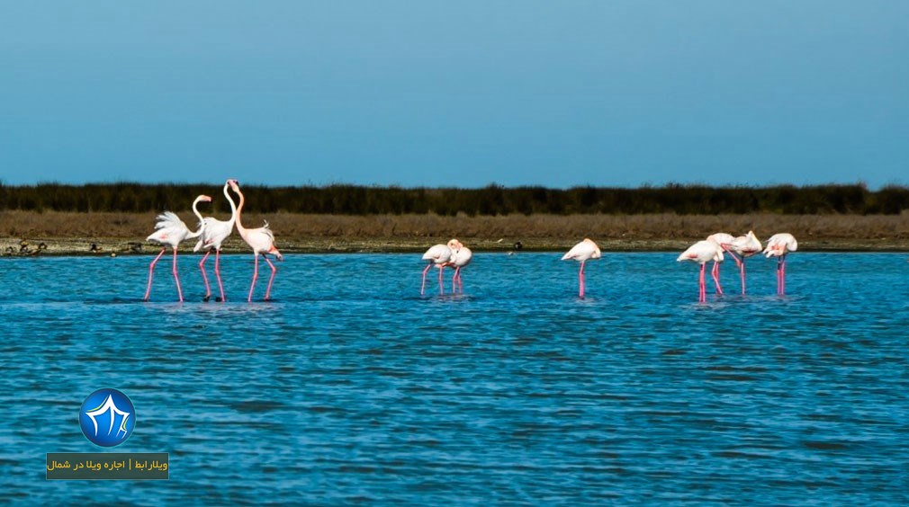 تالاب گمیشان کجاست-مسیر تالاب گمیشان-عکس از تالاب گمیشان- تالاب گمیشان گلستان- تالاب گمیشان در بندر ترکمن- تالاب بین المللی گمیشان
