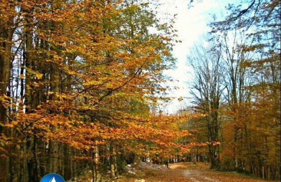 تیلا کنار کجاست جنگل-تیلاکنار-تیلاکنار-متل-قو-تیلا-کنار-سلمانشهر-مازندران-جنگل-متلقو-2