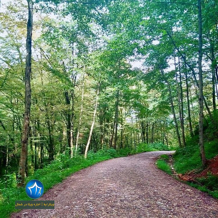 جنگل تیلاکنار تیلاکنار متل قو تیلا کنار سلمانشهر مازندران جنگل متلقو (۳)