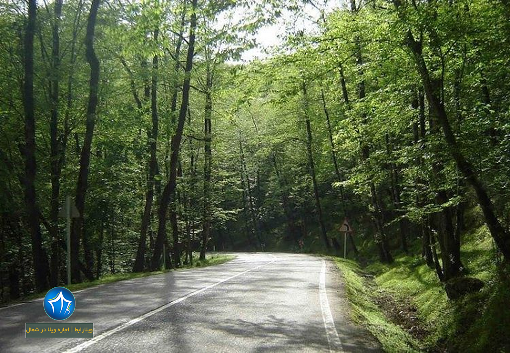 جنگل-دوهزار-تنکابن-جنگل-2000-4