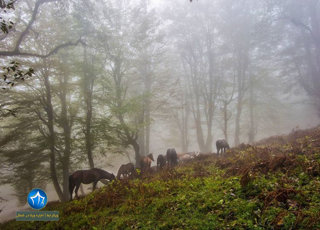 جنگل سه هزار تنکابن جنگل ۳۰۰۰ تنکابن (۱)