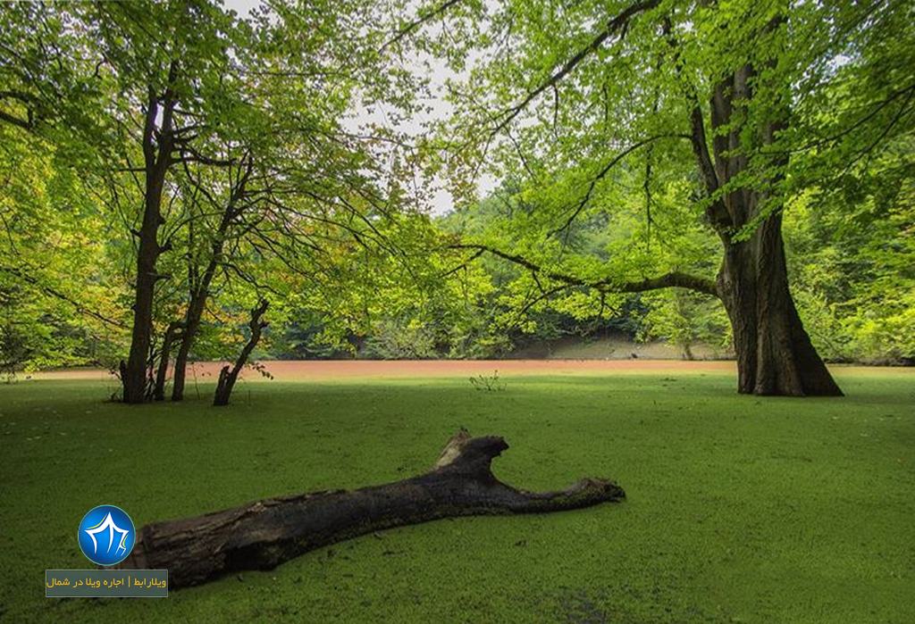 جنگل-مشل-یا-جنگل-مشعل-یا-مرداب-مشل-مرداب-مشعل