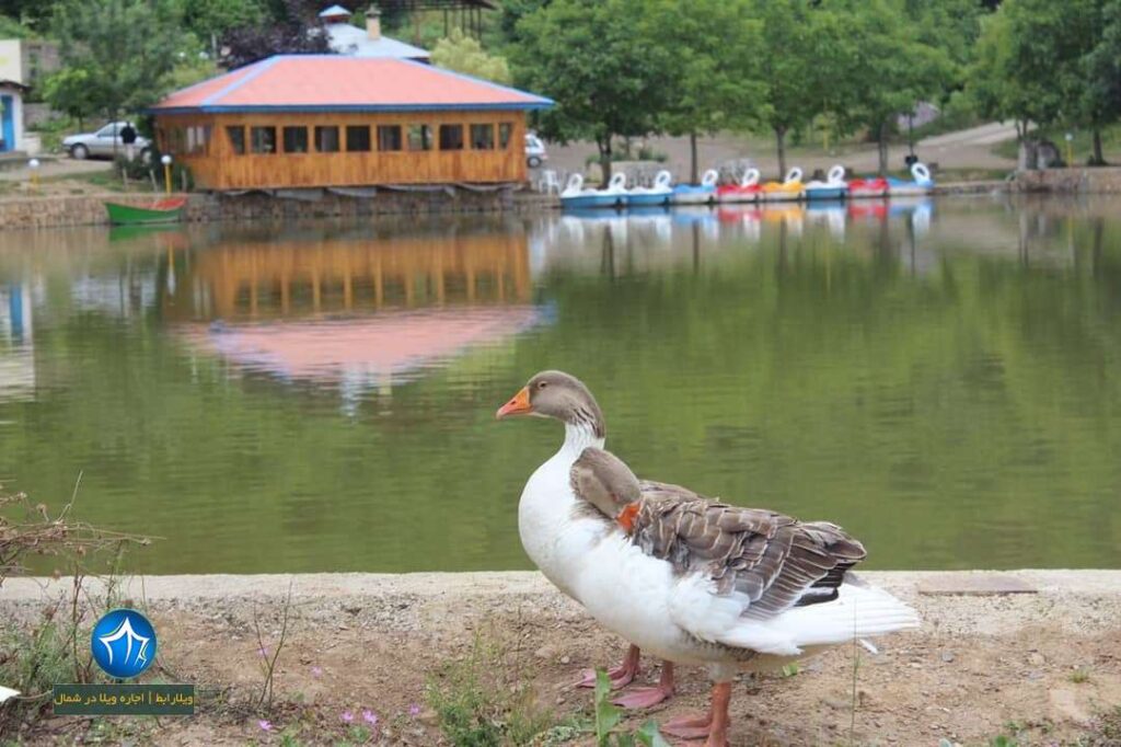 جواهر ده روستای جواهرده رامسر دریاچه قو جواهر ده مسجد آینه رامسر جواهر ده جاذبه دیدنی جواهرده روستا رامسر جاذبه گردشکری مازندران (۲) دریاچه قو جواهرده