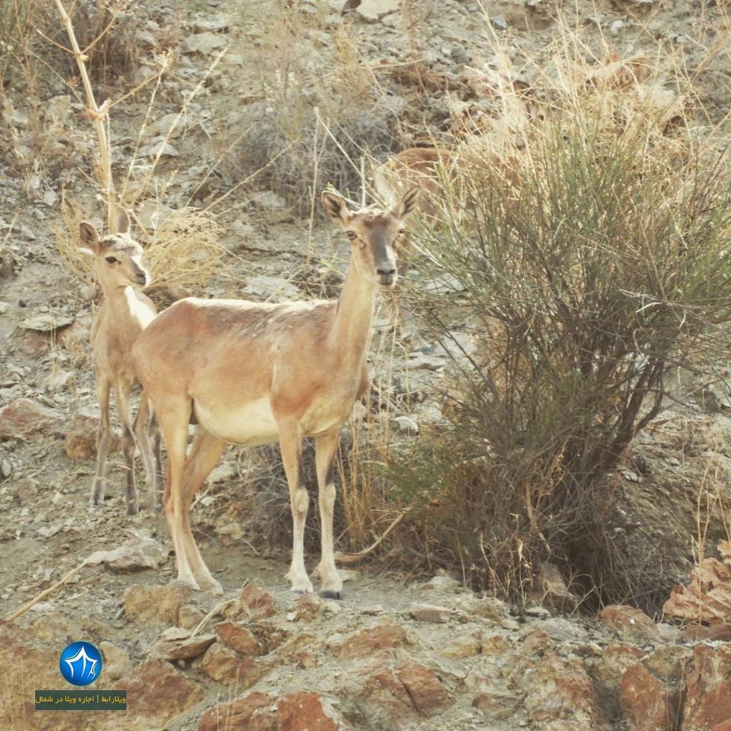 حیات وحش پارک ملی طبیعت ایران حیات وحش ایران ویلارابط