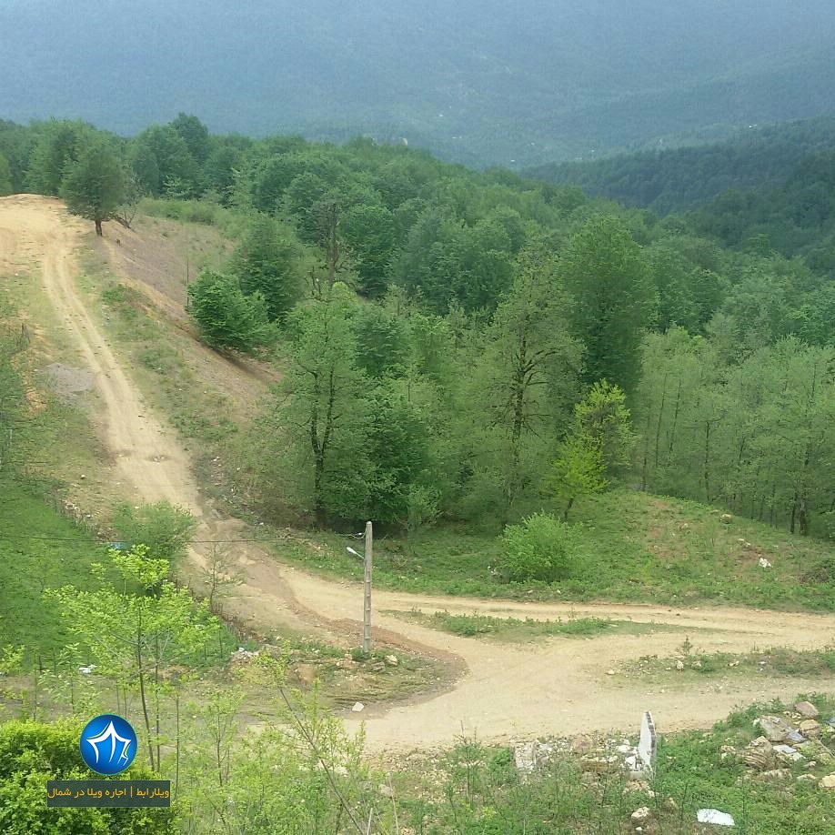 درخت دیدنی کنگول باسکم-درخت کنگول باسکم شفت- درخت کنگول باسکم (۱)