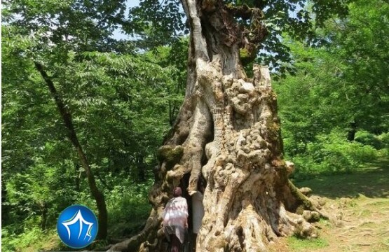 درخت دیدنی کنگول باسکم-درخت کنگول باسکم شفت- درخت کنگول باسکم (۱)