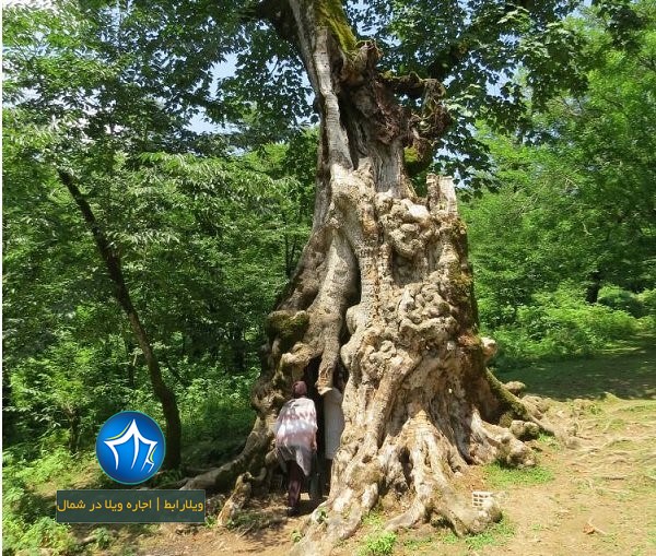 درخت دیدنی کنگول باسکم-درخت کنگول باسکم شفت- درخت کنگول باسکم (۱)