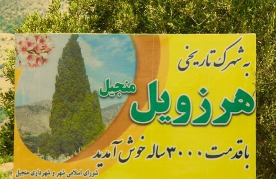 درخت سرو هرزویل رودبار (۲)