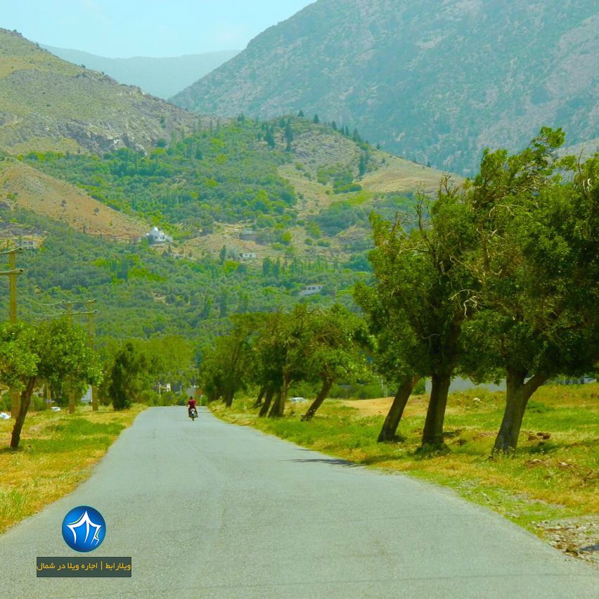 درخت سرو هرزویل رودبار (۲)