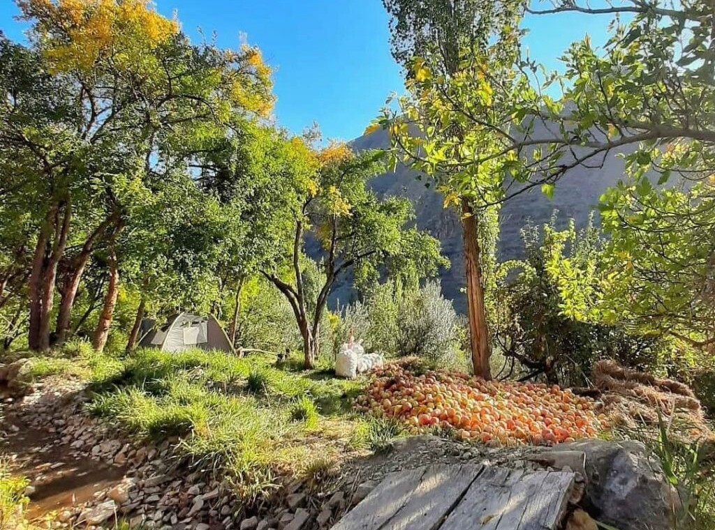 روستای انبوه رودبار مراسم انار چینی در بافت تاریخی روستای انبوه رودبار (۳)