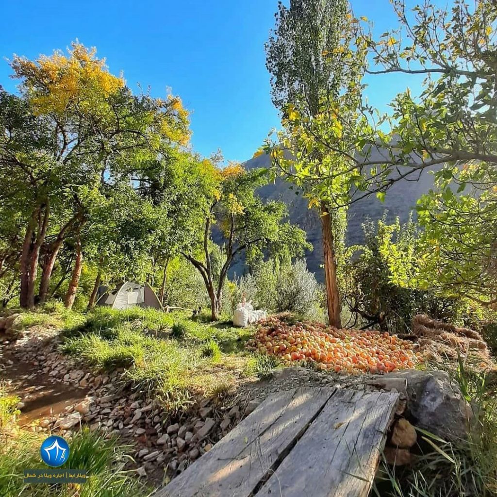 روستای انبوه رودبار مراسم انار چینی در بافت تاریخی روستای انبوه رودبار (۳)