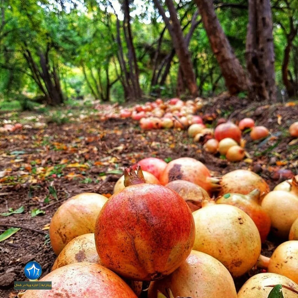روستای انبوه رودبار مراسم انار چینی در بافت تاریخی روستای انبوه رودبار (۳)