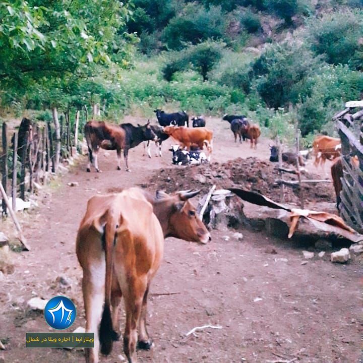 روستای سینه هونی تالش تالش، گران، ویلارابط، اجاره‌ی ویلا در تالش، تورهای گردشگری یک روزه (۱)