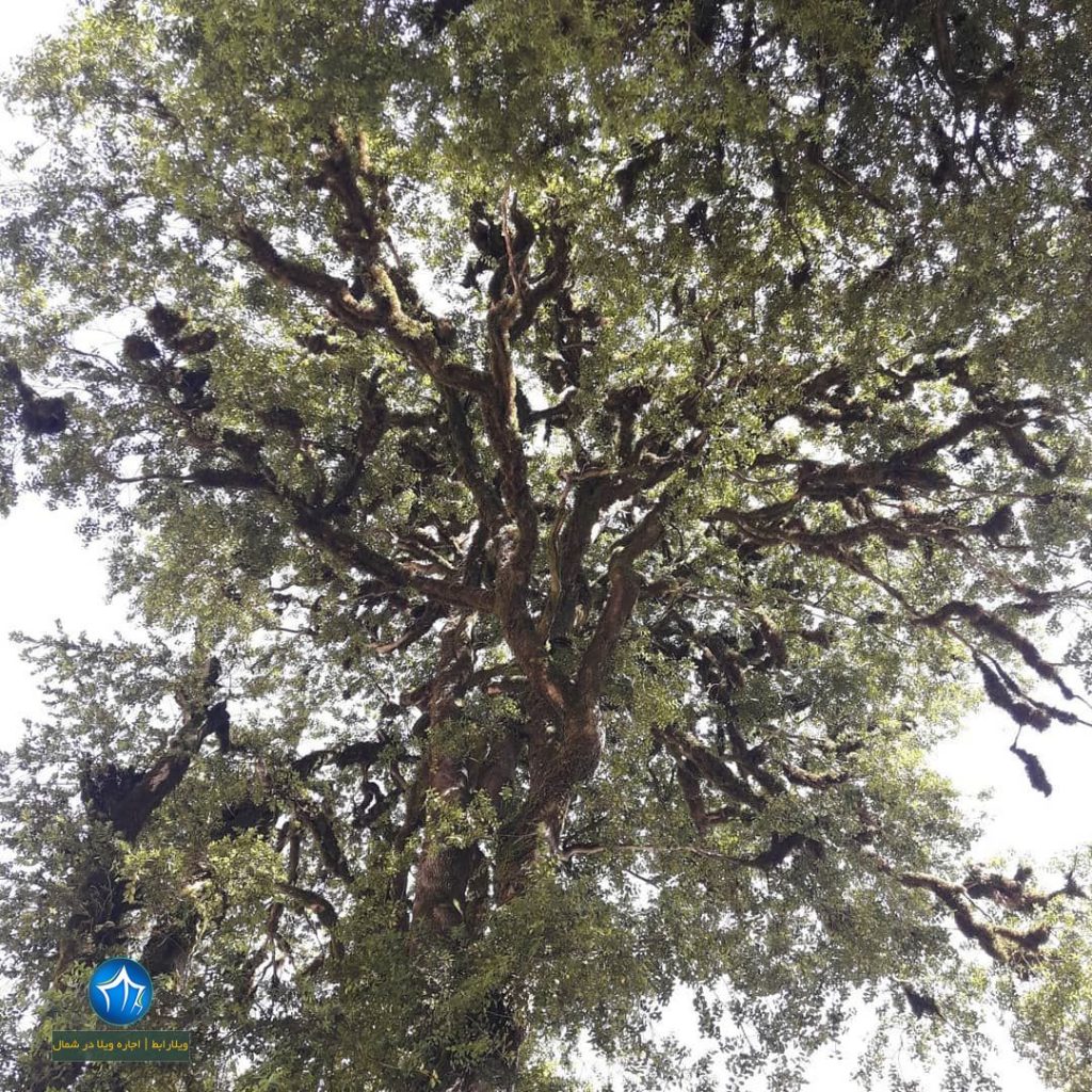 روستای شاه میلرزان تالش، ییلاق شاه میلرزان ، ویلارابط، اجاره‌ی ویلا در تالش، تورهای گردشگری یک روزه (۳)