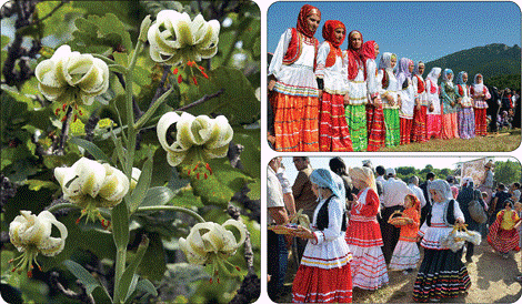 روستای عمار املش گل سوسن چلچراغ یا سوسن سفید