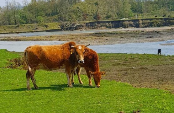 روستای نهزم گیلان-روستای نهزم صیقل کومه-نهزم کجاست-روستای نهزم شفت۲