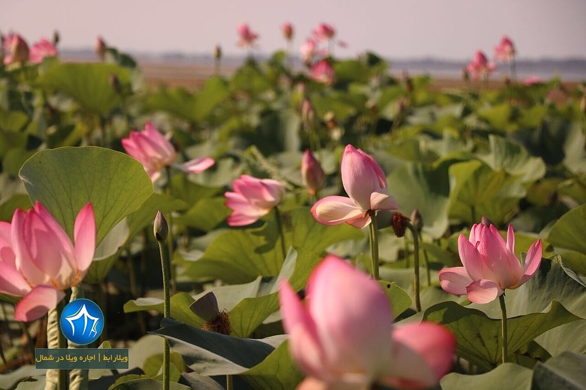عکس نیلوفر مرداب انزلی تالاب مرداب انزلی