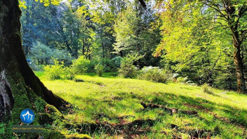 غار لیارود لنگرود-غار لیارود لنگرود کجاست-غار لیلرود۱ (۱)