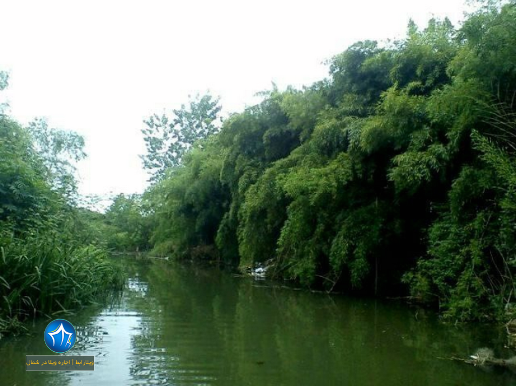 مرداب نشتارود مرداب تنکابن (۱)