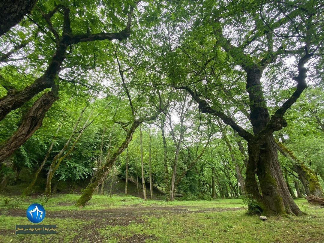 منطقه جنگلی خرما در املش-منطقه خرما گیلان-پارک جنگلی خرما لنگرود-جنگل خرما سیسکو-جنگل خرما در لنگرود-جنگل خرما اطاقور پارک جنگلی خرماض (۱)