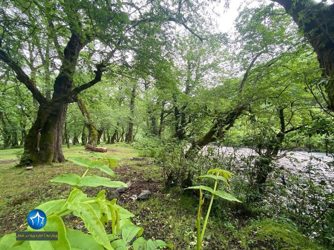 منطقه جنگلی خرما در املش-منطقه خرما گیلان-پارک جنگلی خرما لنگرود-جنگل خرما سیسکو-جنگل خرما در لنگرود-جنگل خرما اطاقور پارک جنگلی خرماض (۱)