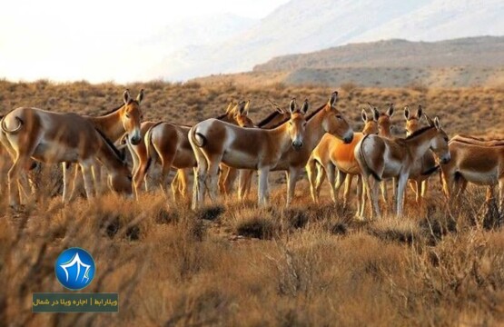 ه خارتوران-منطقه حفاظت شده توران کجاست-منطقه حفاظت شده توران در شهرستان شاهرود