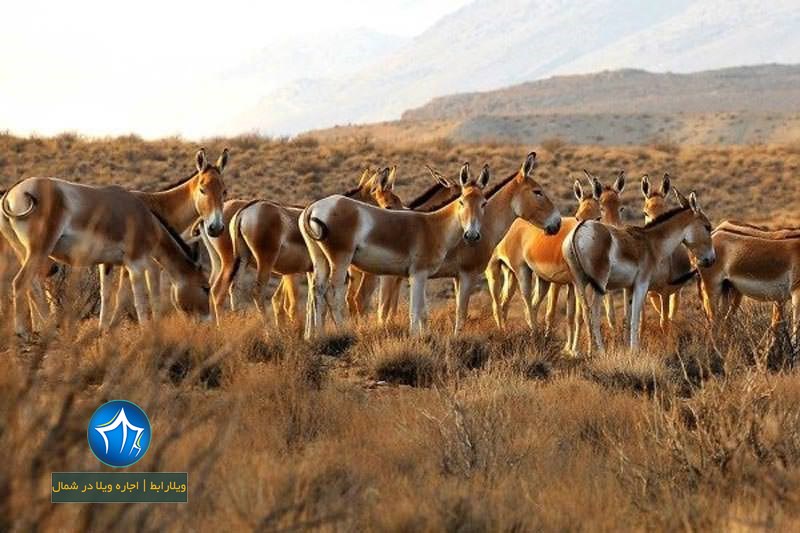 ه خارتوران-منطقه حفاظت شده توران کجاست-منطقه حفاظت شده توران در شهرستان شاهرود