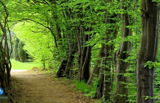پارک-جنگلی-بلوردکان-لنگرود-پارک-جنگلی-هلودشت-املش-جنگل-های-بلوردکان-جنگل-بلوردکان-املش-جنگل-هلودشت-بلوردکان-و-هلودشت-1024x563