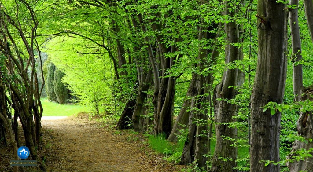 پارک-جنگلی-بلوردکان-لنگرود-پارک-جنگلی-هلودشت-املش-جنگل-های-بلوردکان-جنگل-بلوردکان-املش-جنگل-هلودشت-بلوردکان-و-هلودشت-1024x563