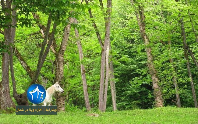 پارک جنگلی بلوردکان لنگرود- پارک جنگلی هلودشت املش-جنگل های بلوردکان-جنگل بلوردکان املش-جنگل هلودشت-بلوردکان و هلودشت۱