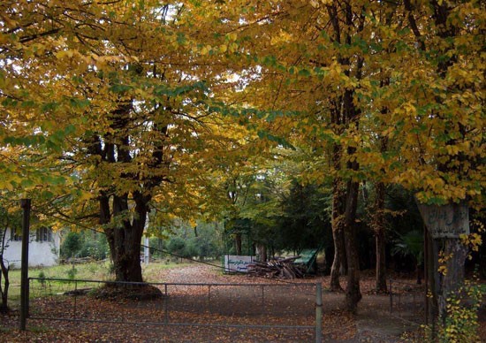 پارک جنگلی رضوانشهر-پارک جنگلی دکتر درستکار-آدرس پارک جنگلی دکتر درستکار-پارک جنگلی گیسوم پارک جنگلی دکتر درستکار رضوانشهر
