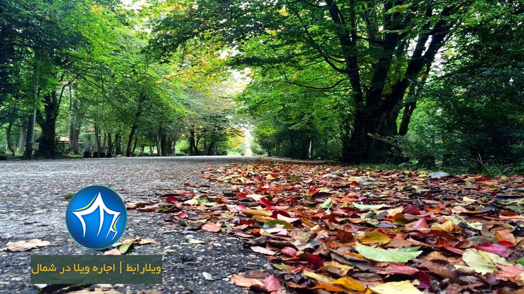 پارک-جنگلی-سیسنگان-جاده-سیسنگان-درخت-برگ