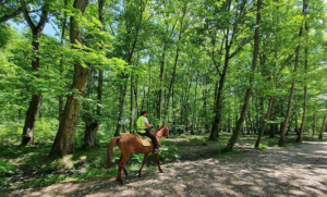 اجاره ویلا در نور اجاره ویلا ساحلی در نور رزرو ویلا در نور پارک جنگلی نور اجاره ویلا در نور اقامت در پارک جنگلی نور استان مازندران اسب سواری در پارک جنگلی نور