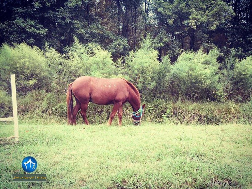 پارک جنگلی نور اجاره ویلا در نور اقامت در پارک جنگلی نور استان مازندران اسب سواری در پارک جنگلی نور